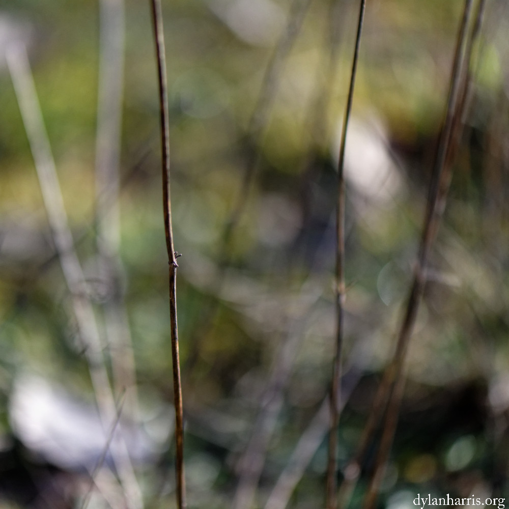 image: This is ‘
rumelange (xxx) 6
’.