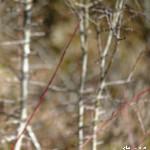 image: Image from the photoset ‘
rumelange (xxx)
’.