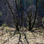 image: Image from the photoset ‘
rumelange (xxx)
’.