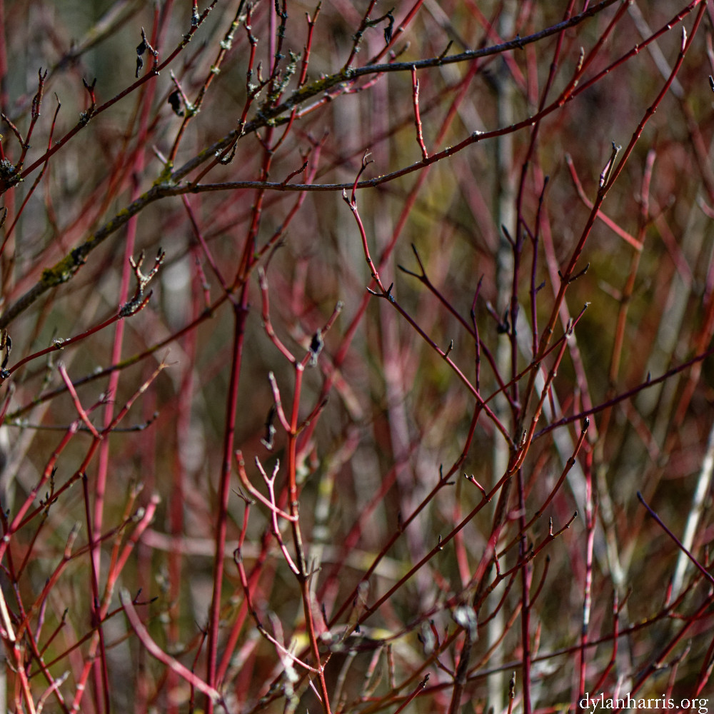 image: This is ‘
rumelange (xxxi) 4
’.