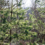 image: Image from the photoset ‘
rumelange (xxxi)
’.