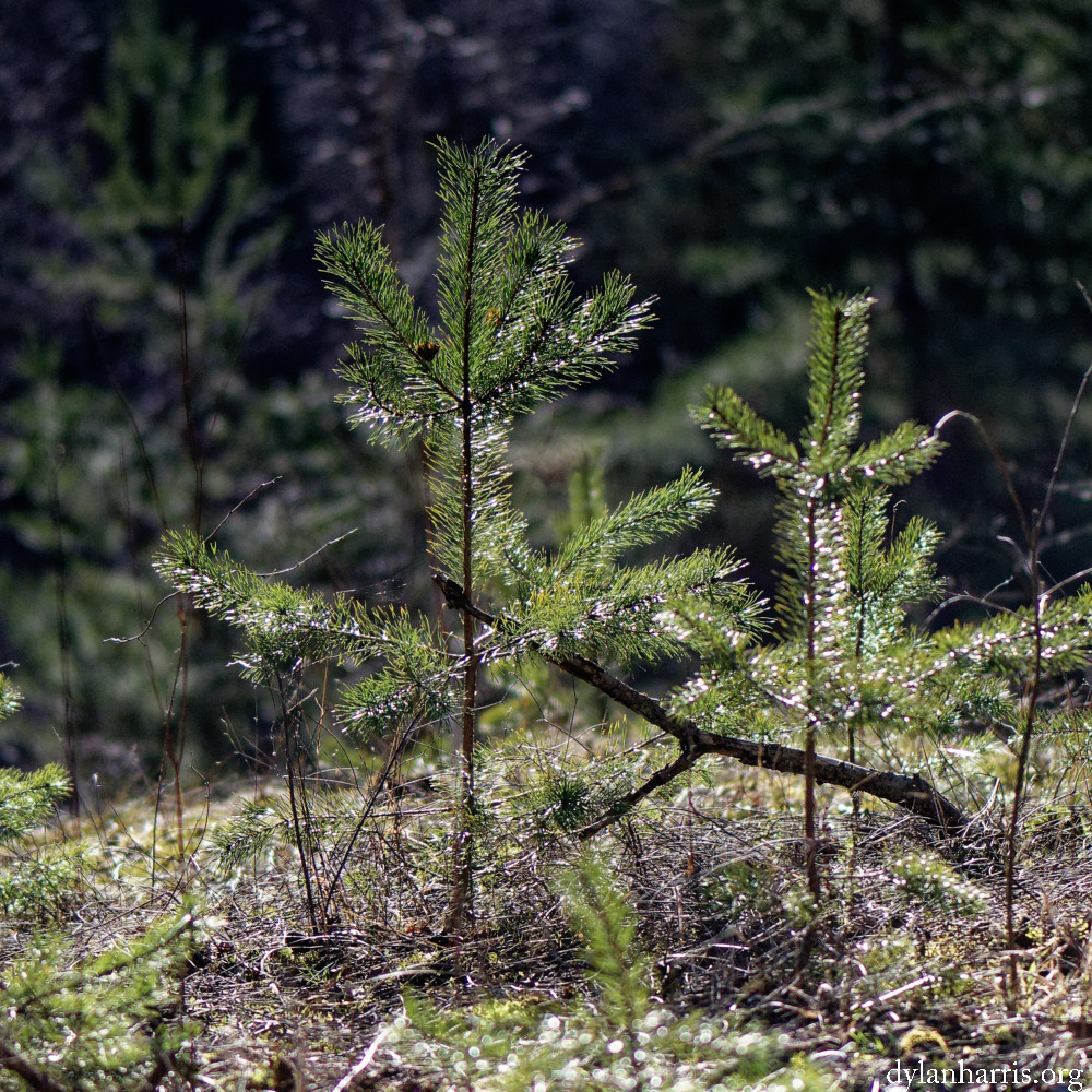 image: This is ‘
rumelange (xxxii) 2
’.