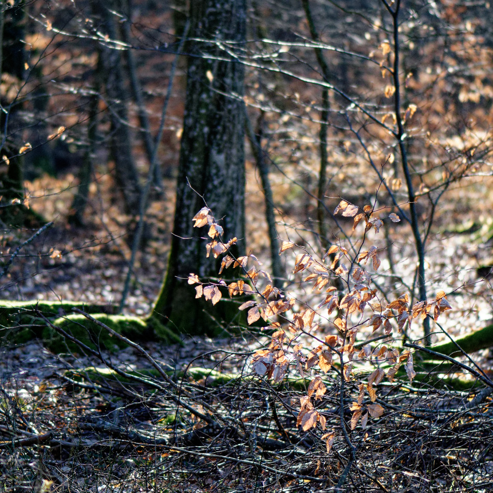 image: This is ‘
mullerthal (v) 1
’.