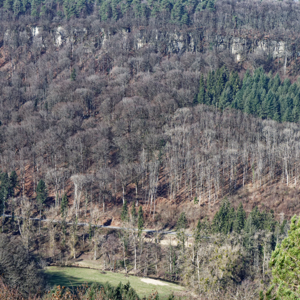 image: This is ‘
mullerthal (v) 43
’.