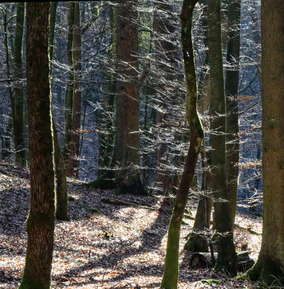 image: This is ‘
mullerthal (v) 6
’.