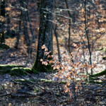 image: mullerthal (v) photoset