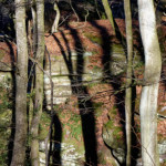 image: Image from the photoset ‘
mullerthal (v)
’.