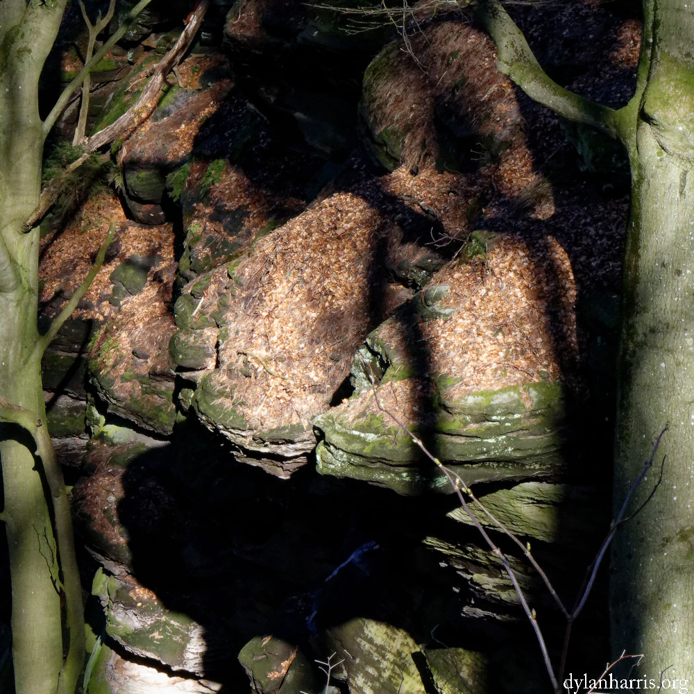 image: This is ‘
mullerthal (vi) 1
’.