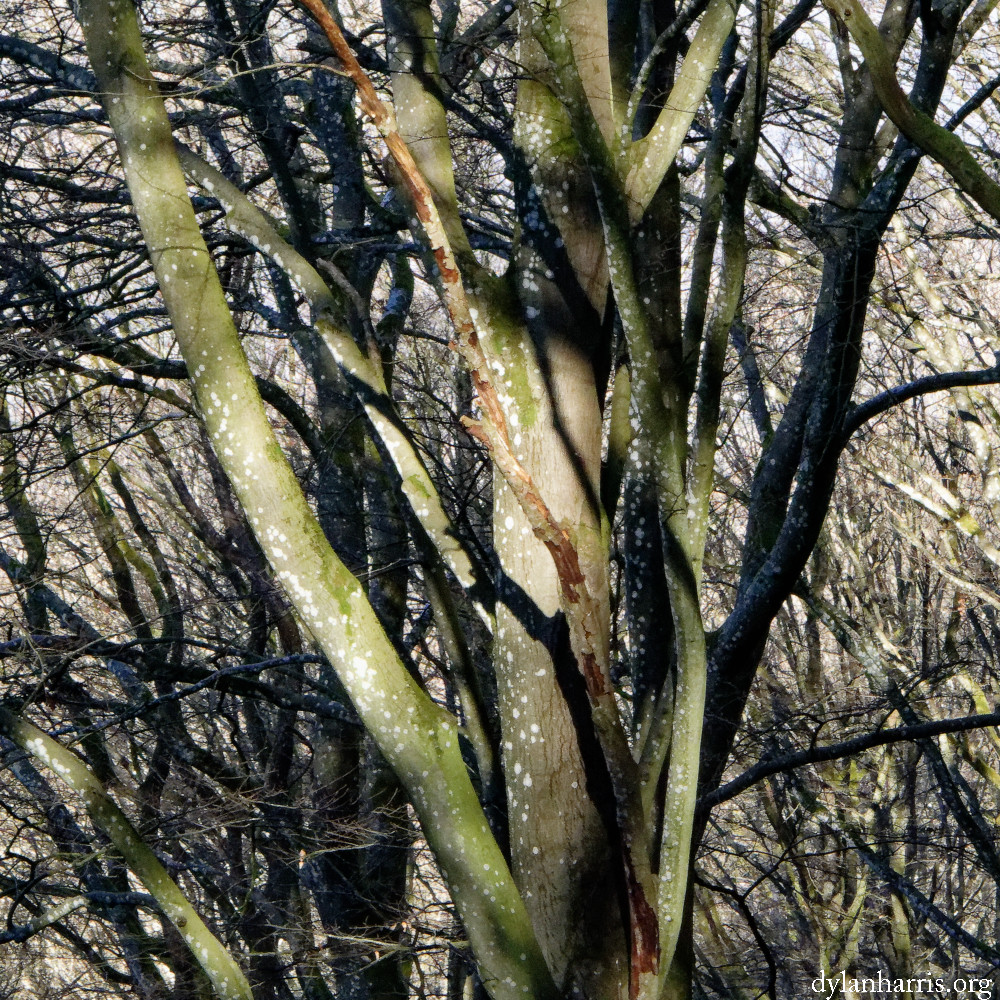 image: This is ‘
mullerthal (vi) 6
’.