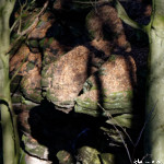 image: Image from the photoset ‘
mullerthal (vi)
’.