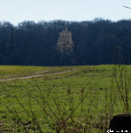 image: Image from the photoset ‘
mullerthal (vi)
’.