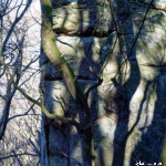 image: Image from the photoset ‘
mullerthal (vi)
’.