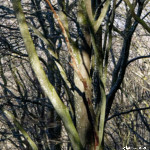 image: Image from the photoset ‘
mullerthal (vi)
’.