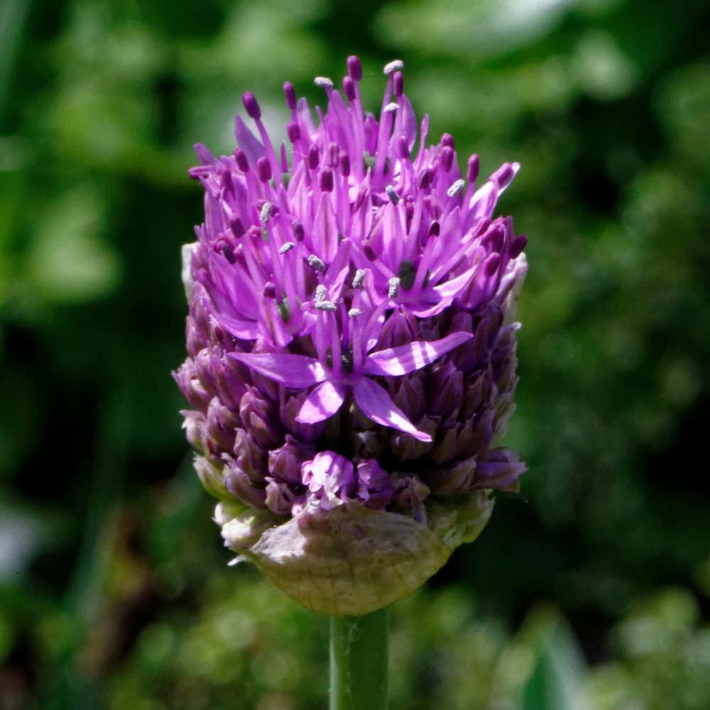 image: This is ‘
escher blummen (clxiv) 1
’.