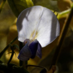 image: Image from the photoset ‘
escher blummen (clxiv)
’.