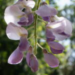 image: Image from the photoset ‘
escher blummen (clxiv)
’.