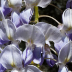 image: Image from the photoset ‘
escher blummen (clxiv)
’.