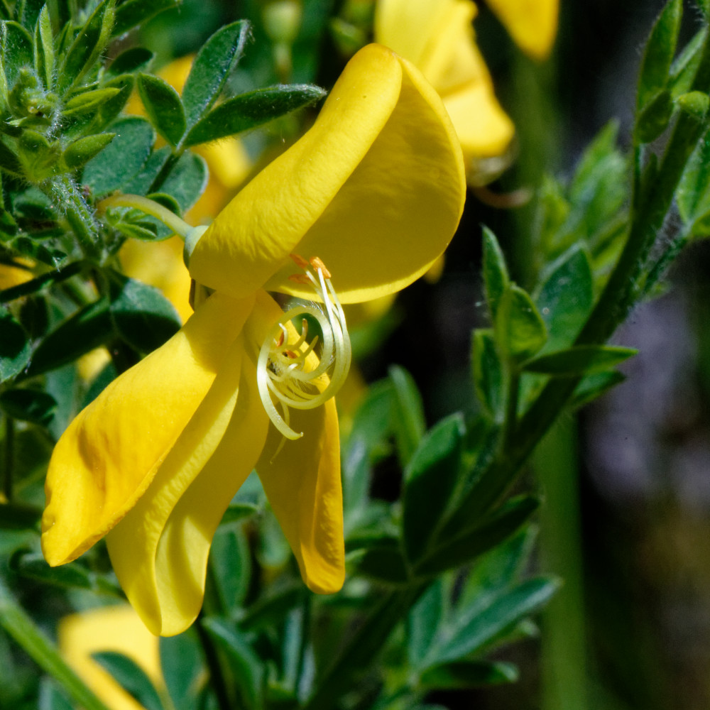 image: This is ‘
rumelange (xxxiii) 4
’.