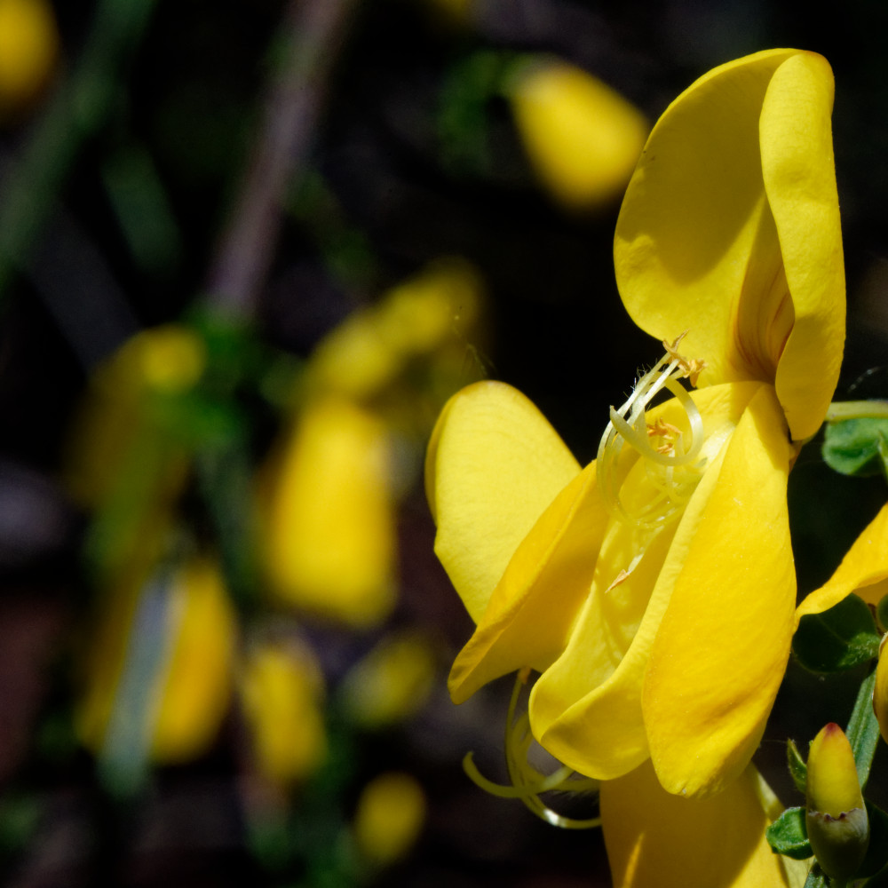 image: This is ‘
rumelange (xxxiii) 5
’.