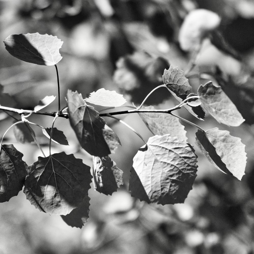 image: This is ‘
rumelange (xxxiv) 1
’.