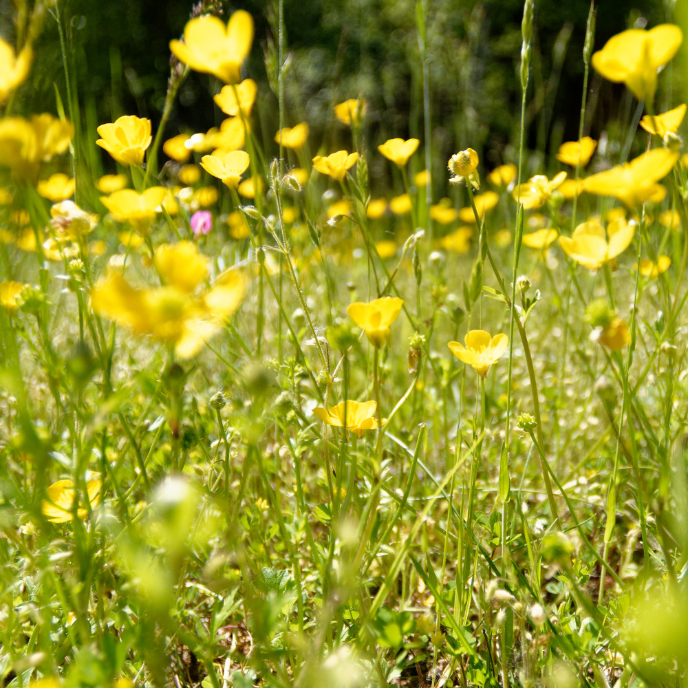 image: This is ‘
rumelange (xxxiv) 5
’.