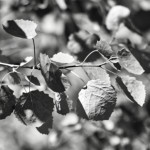 image: Image from the photoset ‘
rumelange (xxxiv)
’.