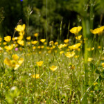 image: Image from the photoset ‘
rumelange (xxxiv)
’.