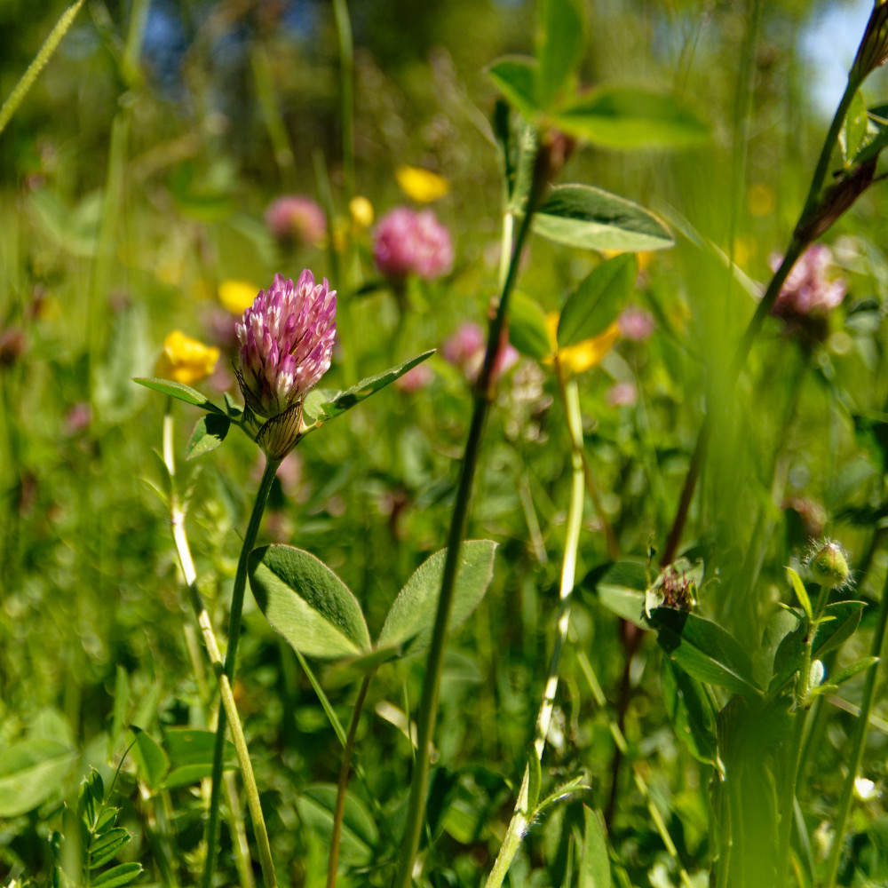 image: This is ‘
rumelange (xxxv) 5
’.