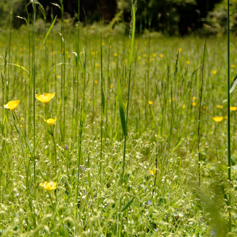 image: This is ‘
rumelange (xxxv) 6
’.