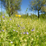 image: Image from the photoset ‘
rumelange (xxxv)
’.