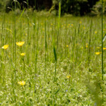 image: Image from the photoset ‘
rumelange (xxxv)
’.