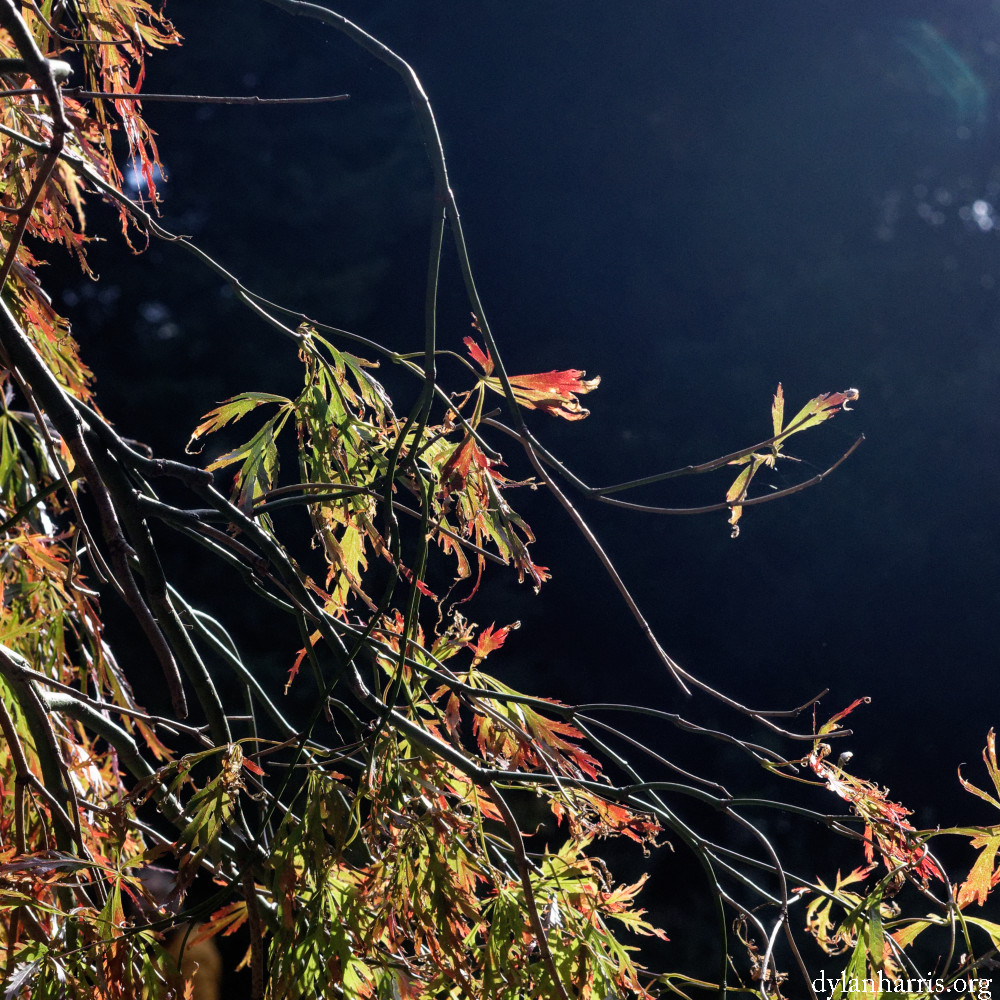 image: This is ‘
wood (il) 1
’.