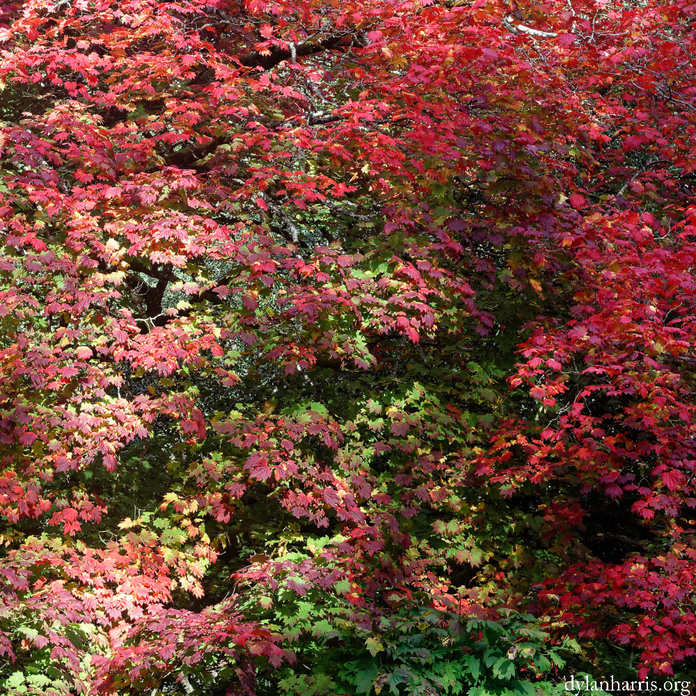 image: This is ‘
wood (il) 3
’.