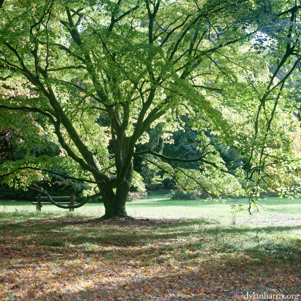 image: This is ‘
wood (il) 5
’.