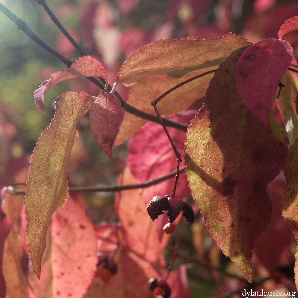 image: This is ‘
wood (il) 6
’.