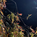 image: Image from the photoset ‘
wood (il)
’.