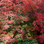 image: Image from the photoset ‘
wood (il)
’.