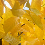 image: Image from the photoset ‘
wood (il)
’.