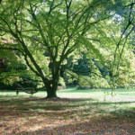 image: Image from the photoset ‘
wood (il)
’.