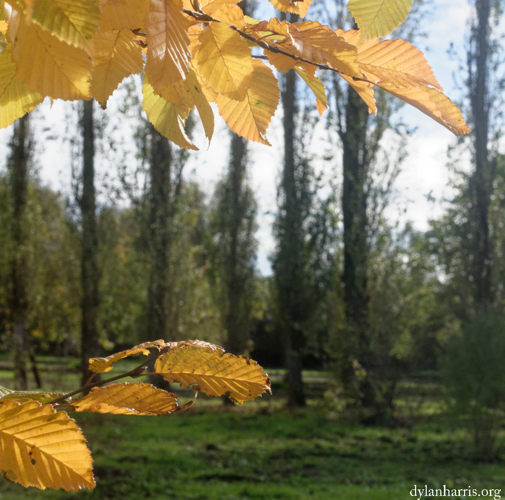 image: This is ‘
esch/uelzecht (xxxii) 5
’.