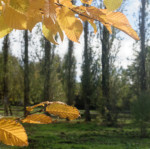 image: Image from the photoset ‘
esch/uelzecht (xxxii)
’.