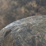 image: Image from the photoset ‘
nothing is permament (iv)
’.