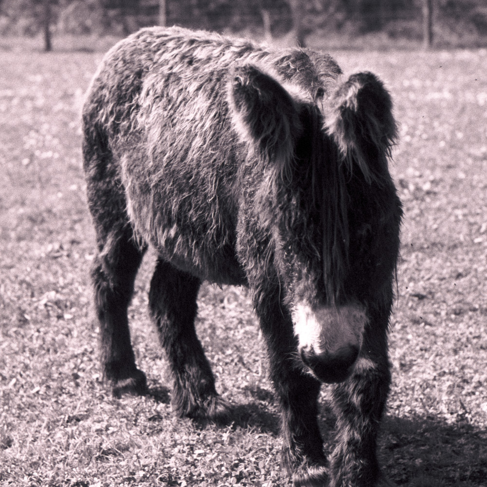 image: This is ‘
esch/uelzecht (xlii) 3
’.