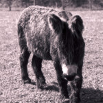 image: Image from the photoset ‘
esch/uelzecht (xlii)
’.