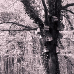 image: Image from the photoset ‘
terres rouges (xxiv)
’.