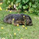 image: Image from the photoset ‘
esch/uelzecht (xliv)
’.