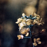 image: Image from the photoset ‘
terres rouges (xxvi)
’.