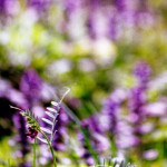 image: Image from the photoset ‘
terres rouges (xxviii)
’.