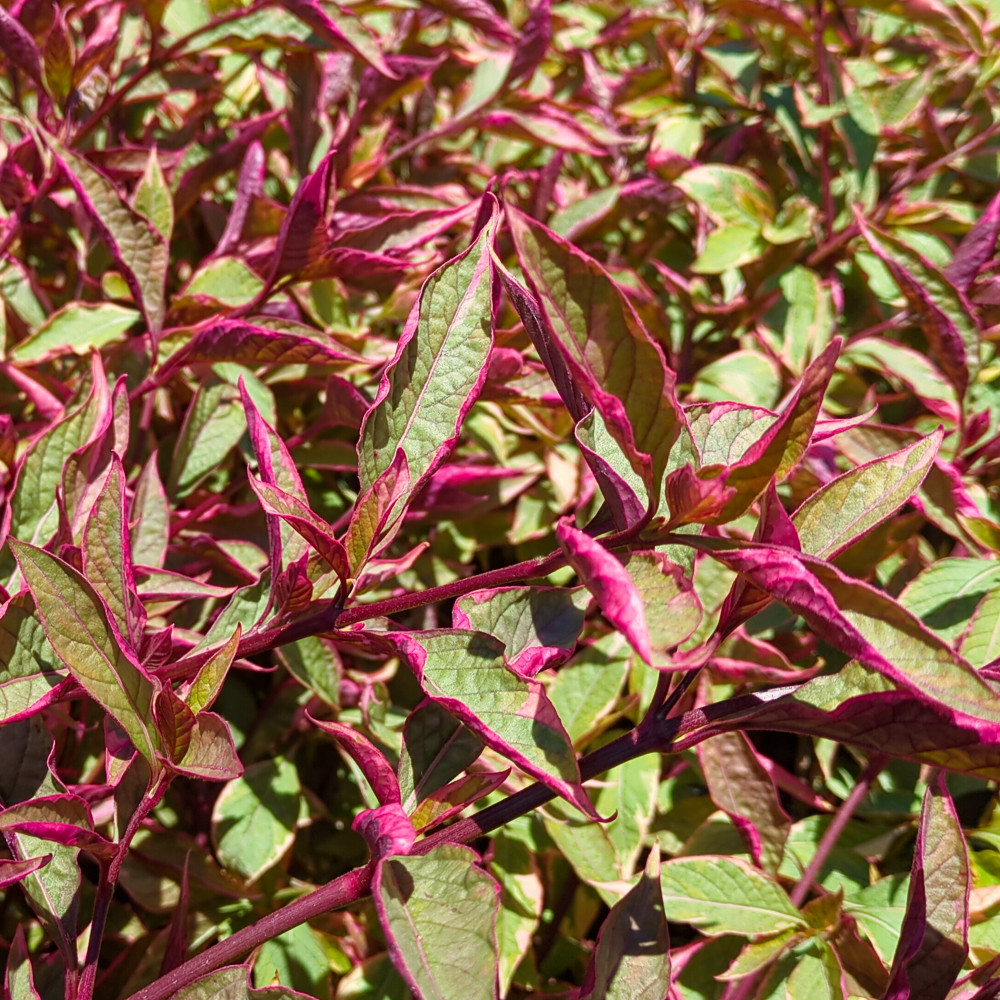 image: This is ‘
texture (vi) 3
’.