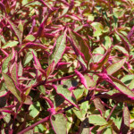 image: Image from the photoset ‘
texture (vi)
’.